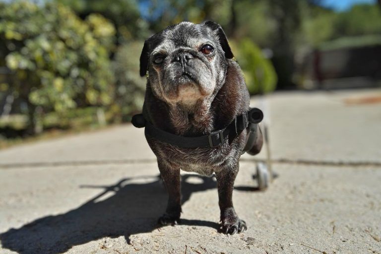 pug carlino endo