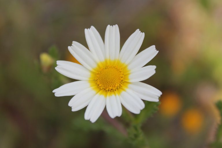 esperanza flor margarita