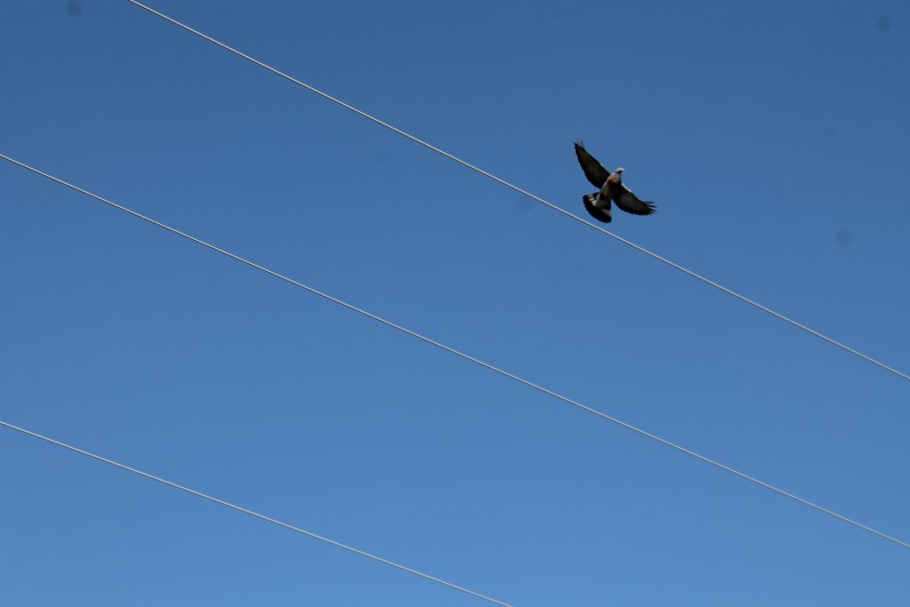 trato águila volando