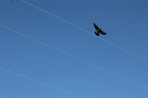 trato águila volando
