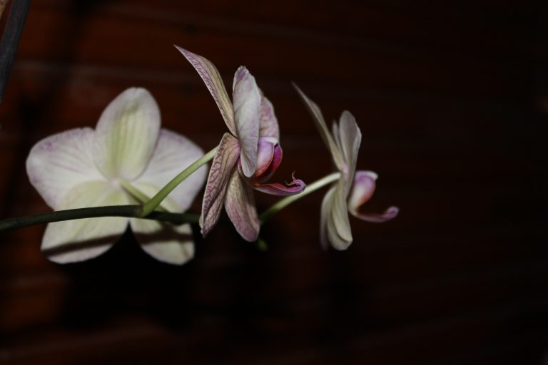defensa orquídea flor planta