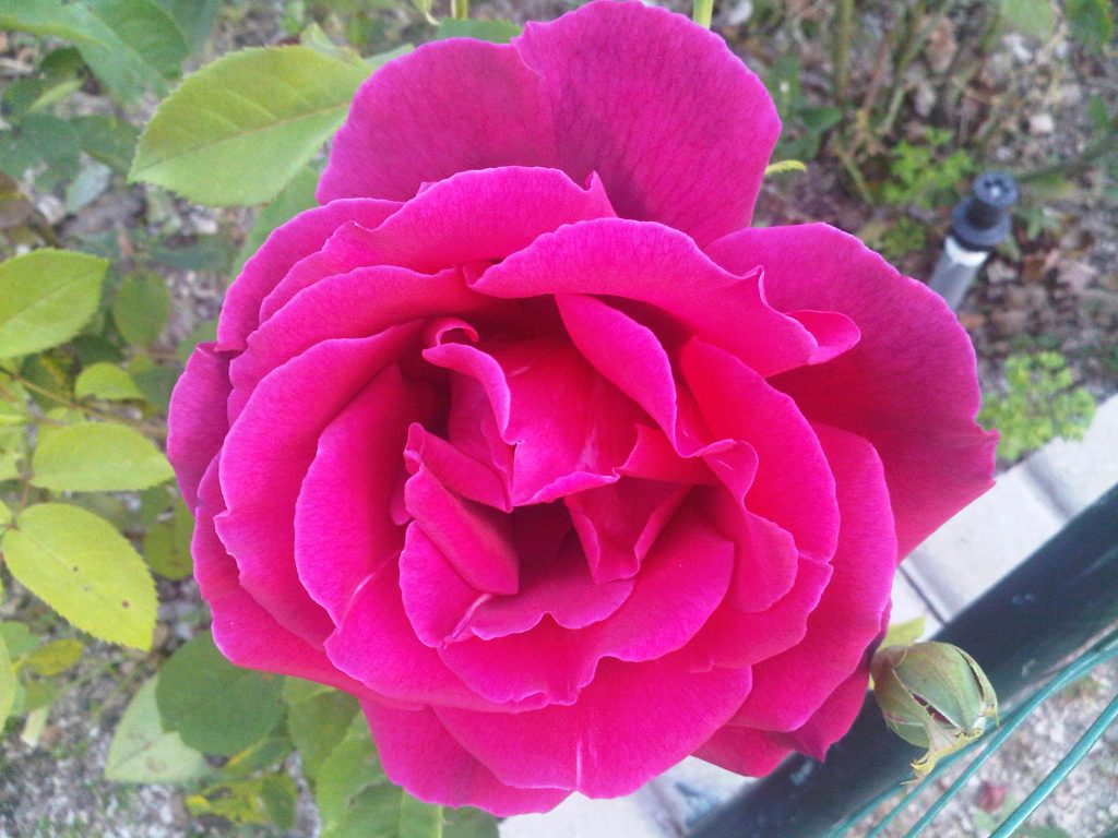 detalles rosa flor