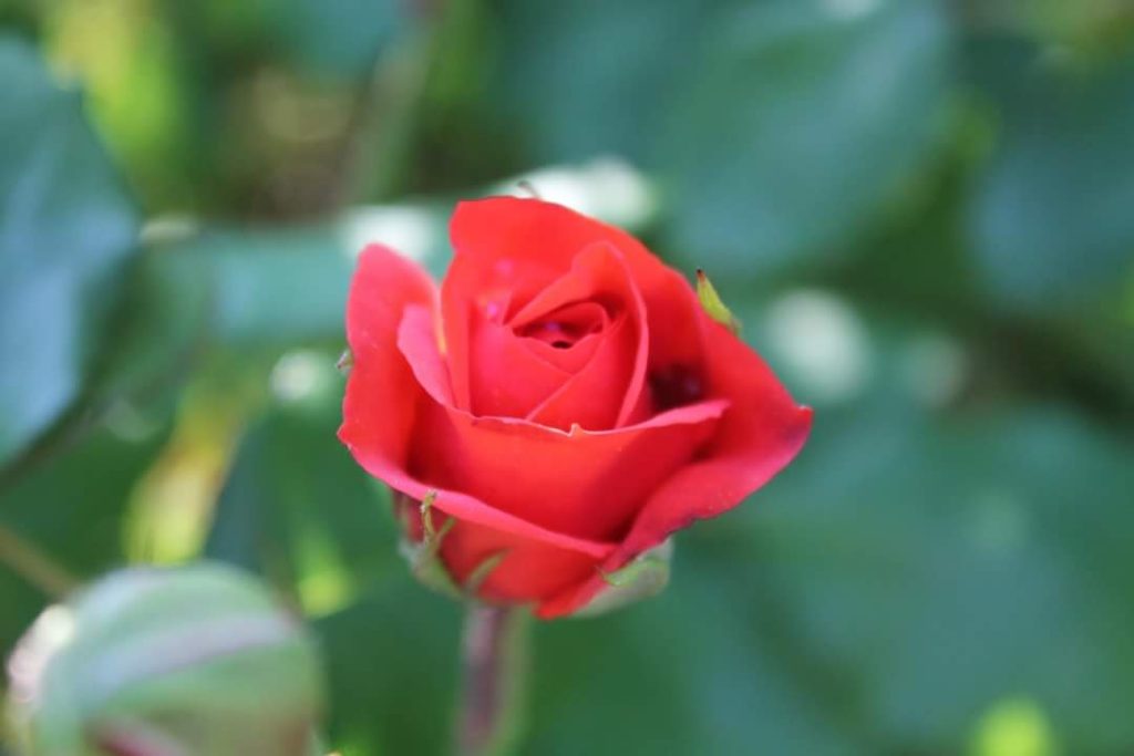 afortunada rosa roja