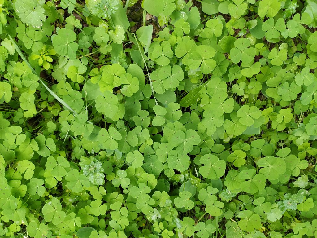confianza verde trebol