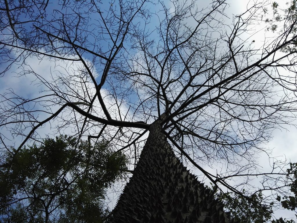 fantasma arbol cielo