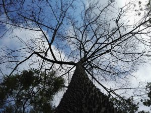 fantasma arbol cielo
