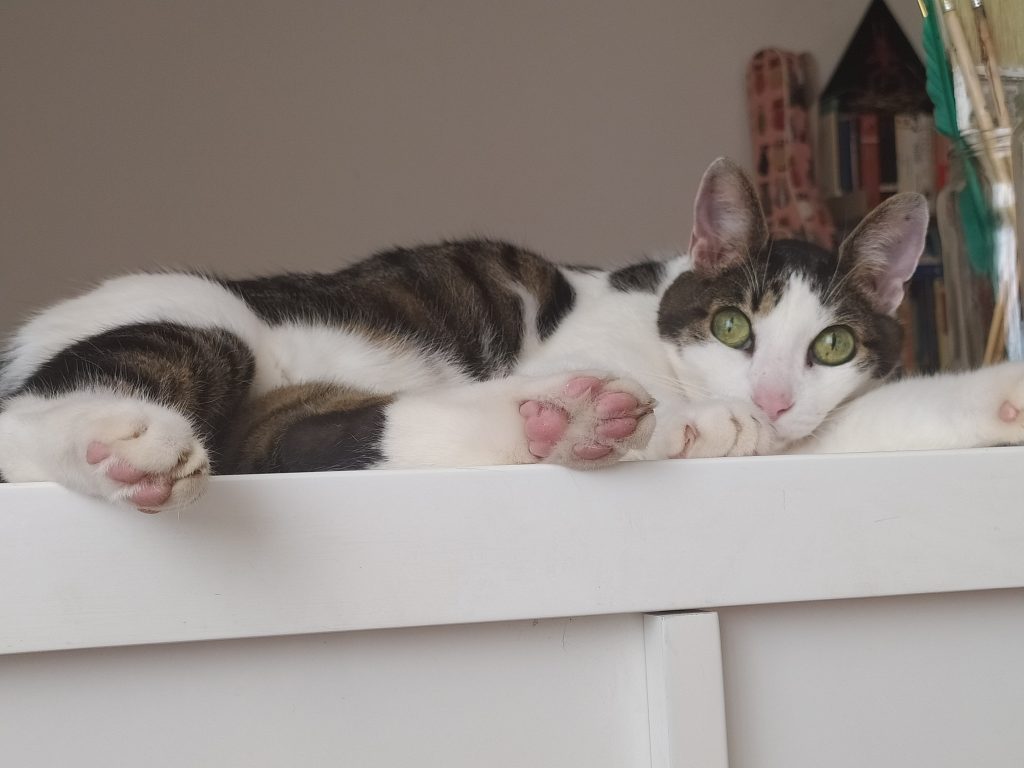 suficiente gato cuento ojos verdes