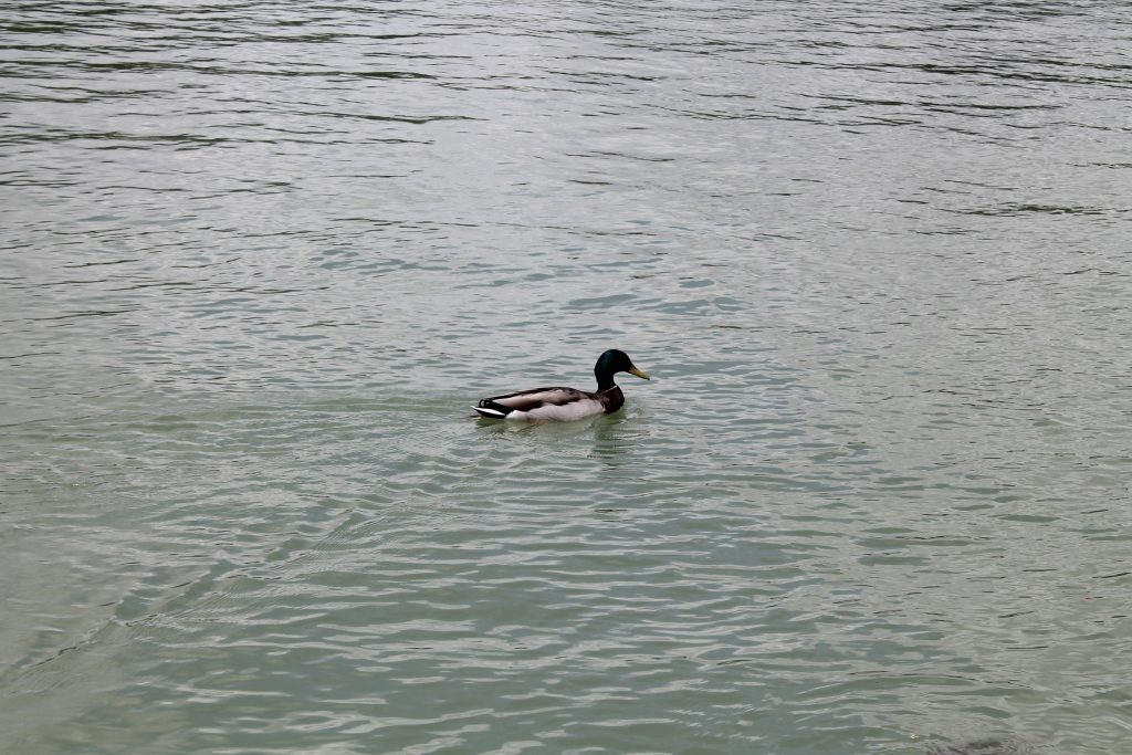 caer pato retiro foto