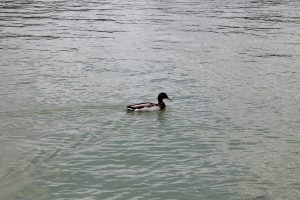 caer pato retiro foto