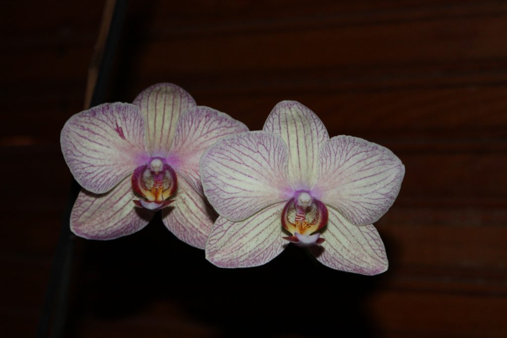 cenar blog orquídea flor foto