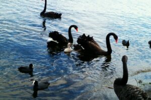 disfraz cisne negro