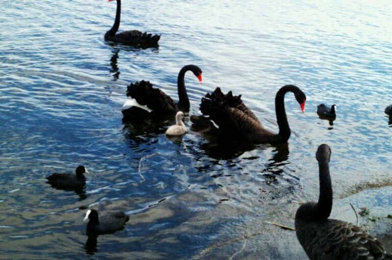 disfraz cisne negro