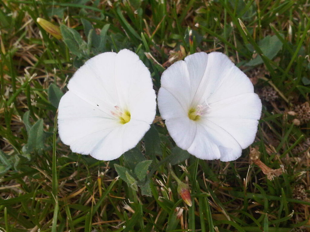 risas flores blancas