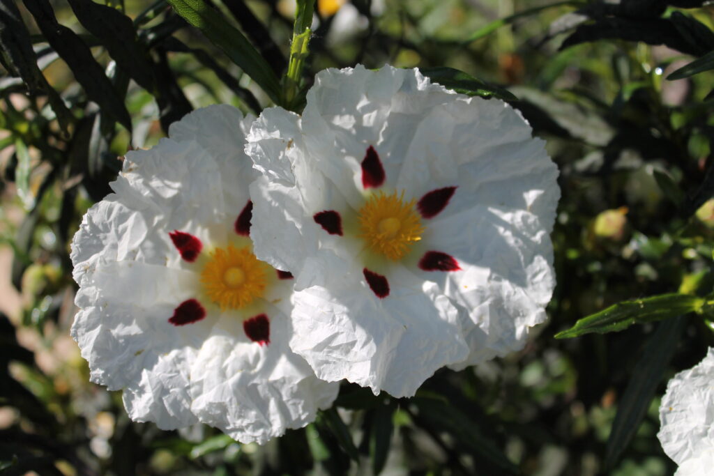 hermana flores blancas