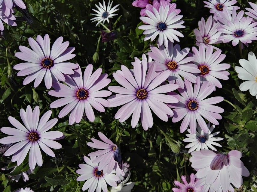 aniversario flores