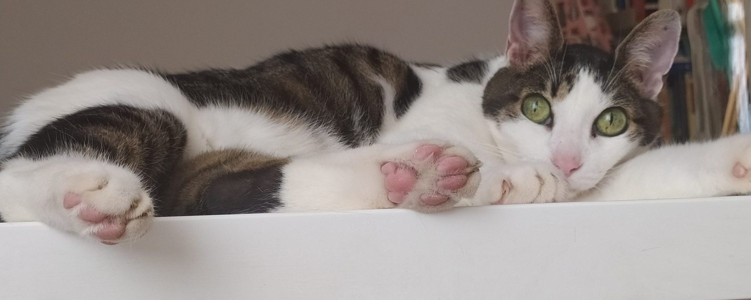 suficiente gato cuento ojos verdes