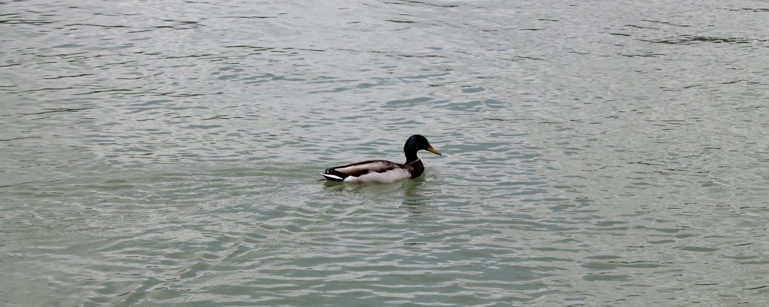 caer pato retiro foto