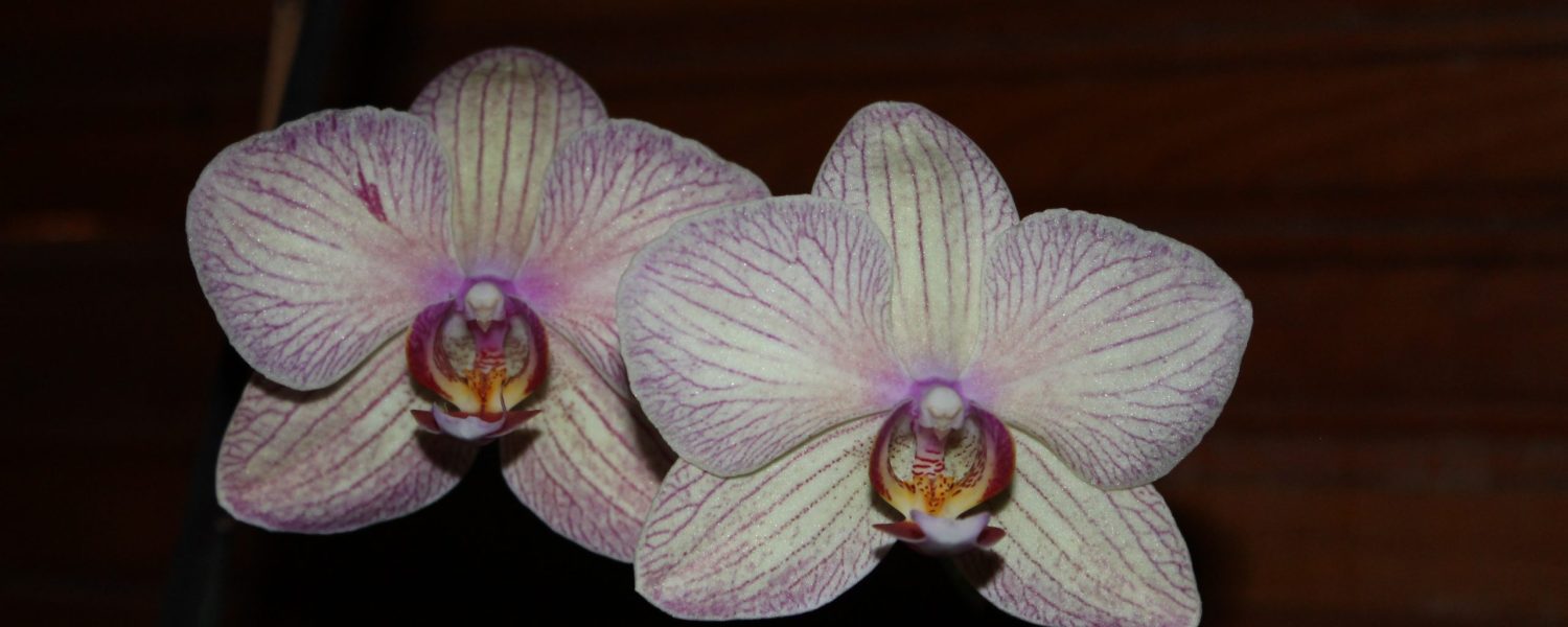 cenar blog orquídea flor foto