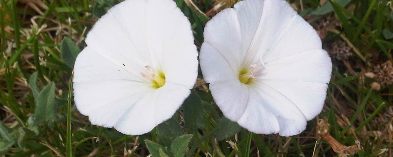 risas flores blancas