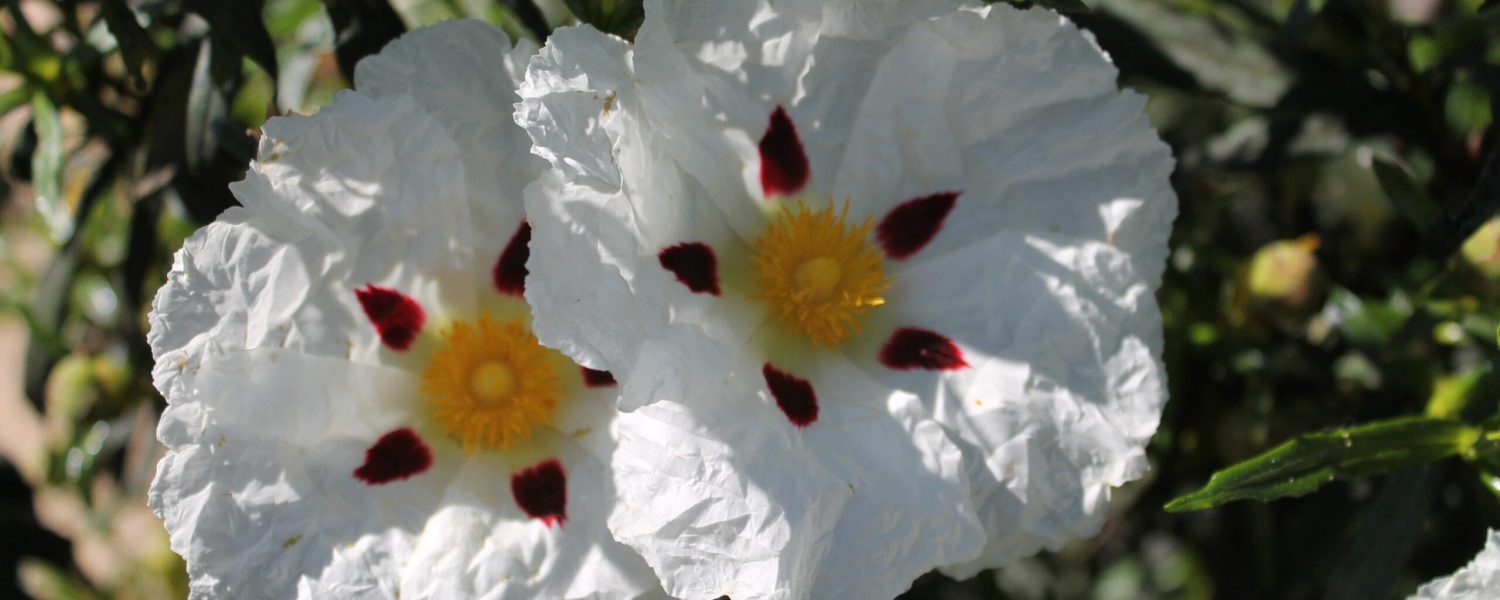 hermana flores blancas