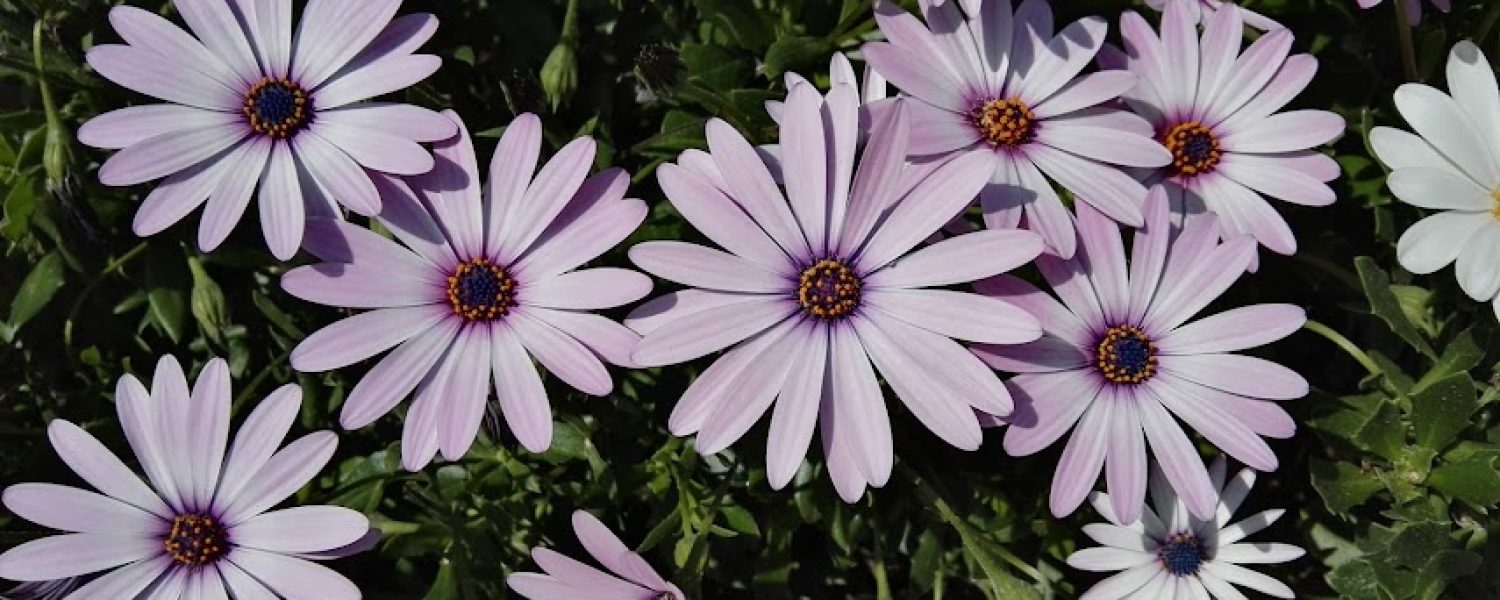 aniversario flores