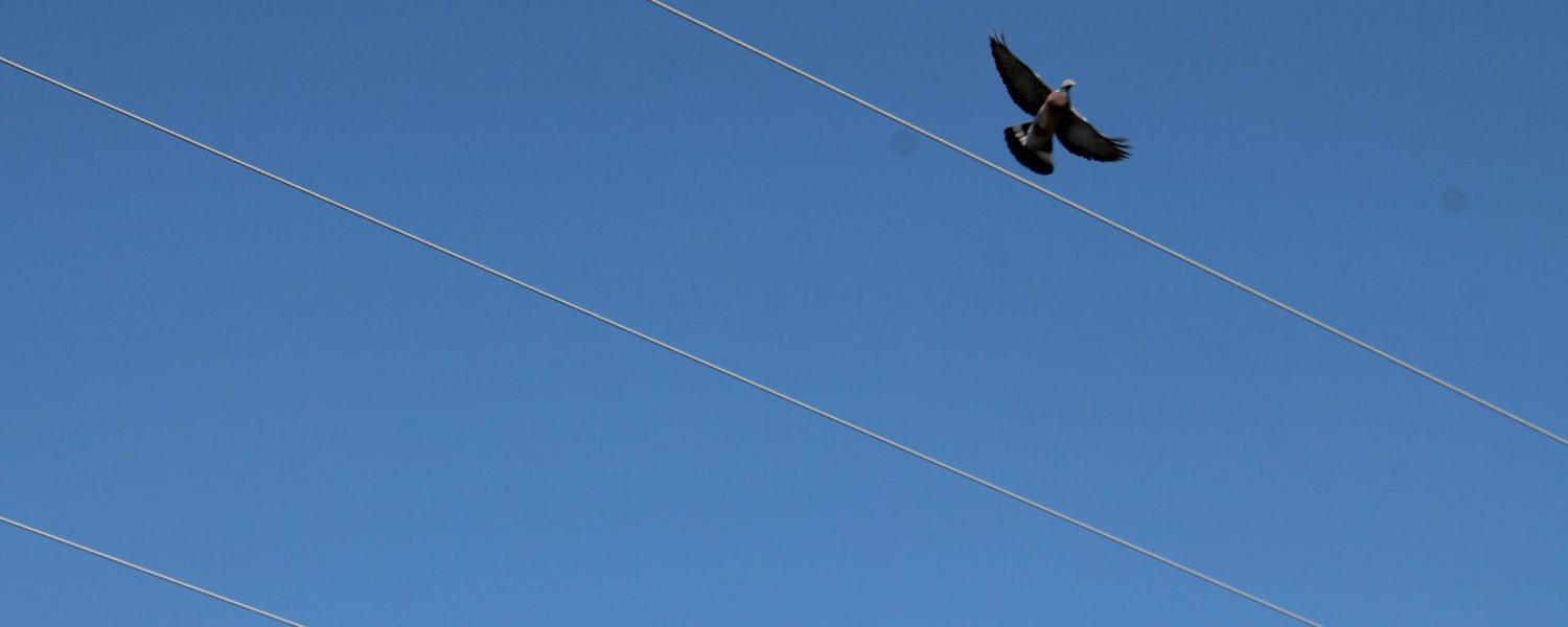 trato águila volando