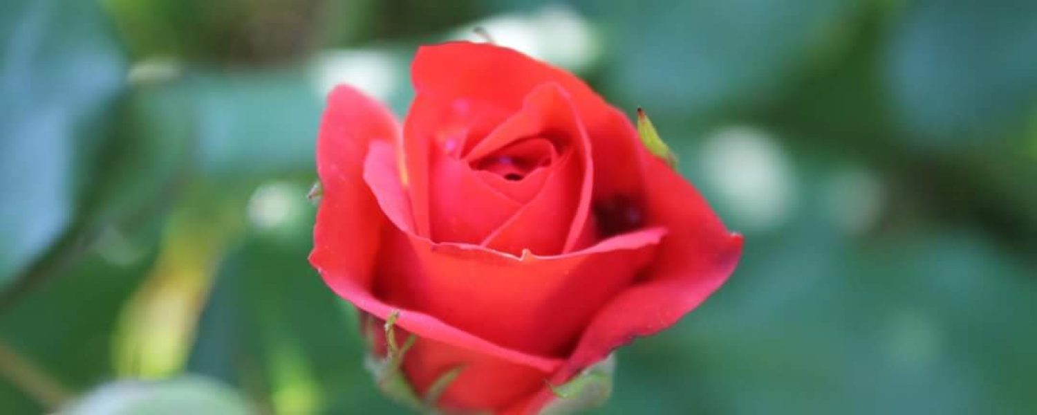 afortunada rosa roja