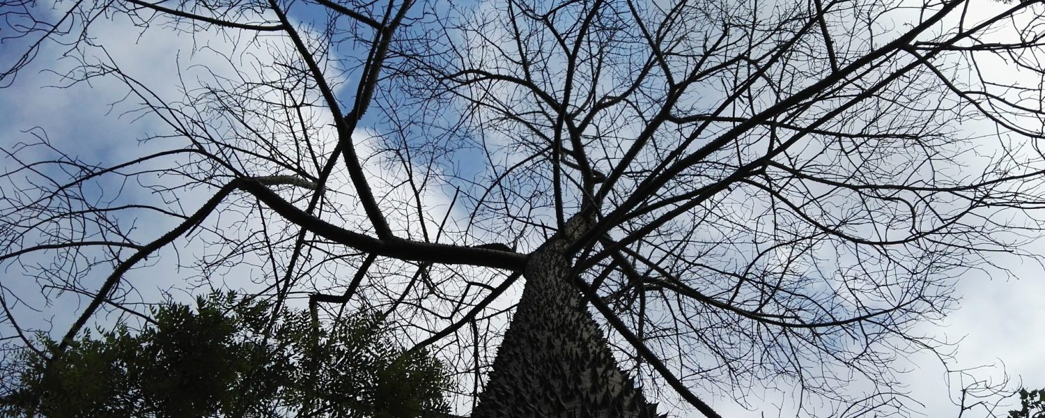 fantasma arbol cielo